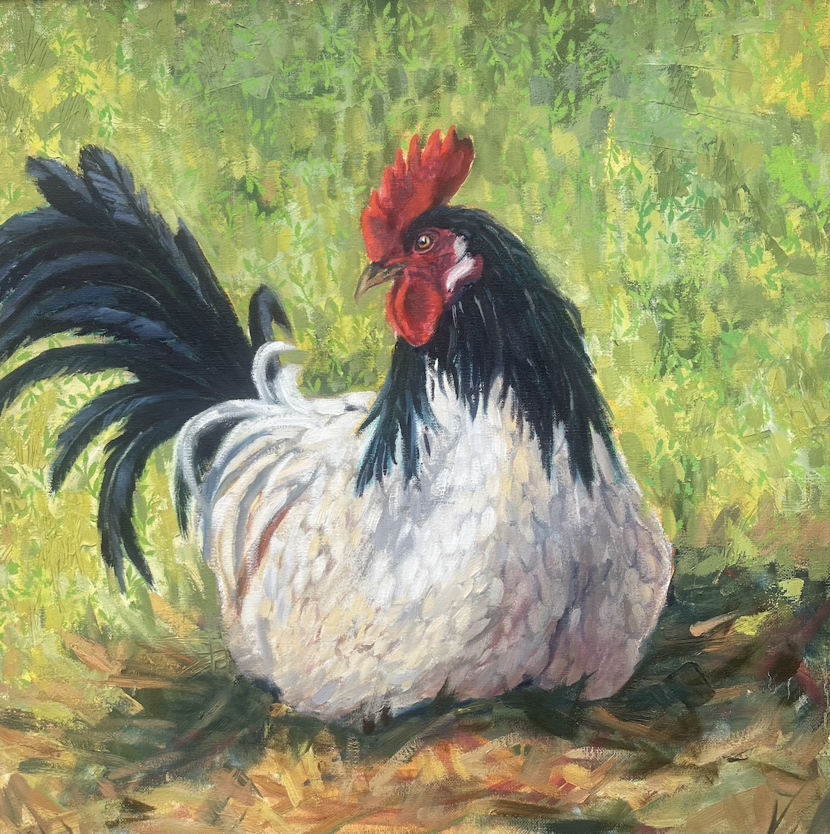 Click here to view Diego by Susan Bell